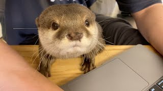 動画の自分の映り具合を確認しに来るカワウソ Otter coming to check his reflection in the video