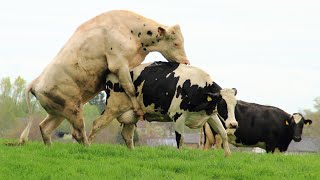 cow sex, Big bull with little cow mating, mating breeding documentary.