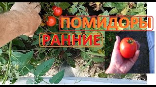 РАННИЕ ПОМИДОРЫ какие красавцы