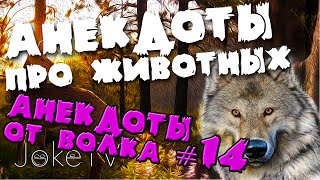Анекдоты про животных. Анекдоты от Волка #14