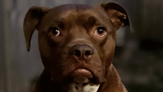 He was a shelter pit bull with mystery past. A woman decided to take him home.