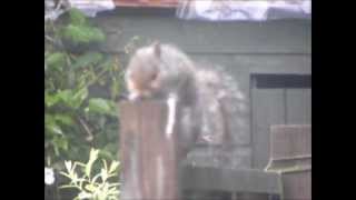 A fat grey squirrel