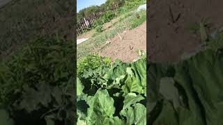ПЕЧЕНЬ ЛЕЧИТ?все виды ОНКОЛОГИИ?Дробит камни в почках?ЛОПУХ- еда и лекарство ?