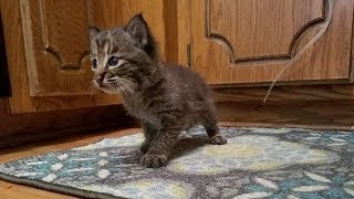 Садовник подобрал одинокого котенка, но вскоре понял, что он не тот, кем кажется