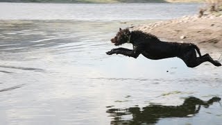 Pudel pointer