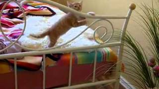 super süße baby katze!!!