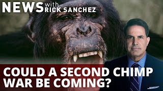 Researchers shocked as chimps attack and kill gorillas. What's it say about us?
