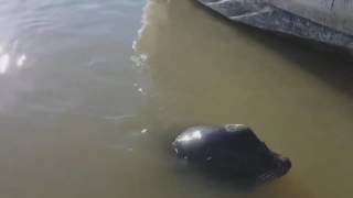 Sea lion pulls little girl into river *MUST WATCH*