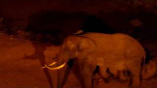 Elephant masturbating on a rock
