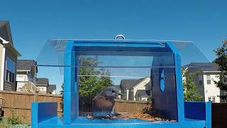 Mr Chuck's Bluebird Observation Feeder