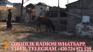 Хоразмда молхонада туққан қиз чақалоғини бўғиб ўлдирди