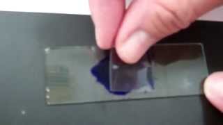 Cheek Cell Video