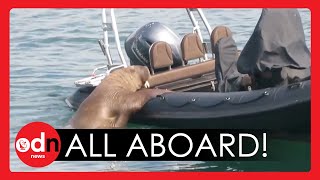Walrus CLIMBS Aboard Boat Off Irish Coast