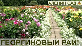 Георгиновый рай! / Коллекция георгин Латвийского университета