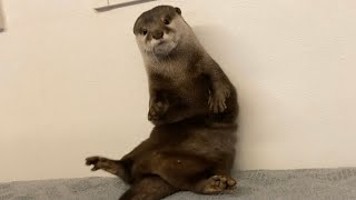 カワウソさくら カワウソが寝る時の４つの条件 Four conditions when an otter sleeps