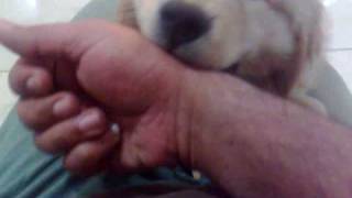Golden Retriever Pup - 45days Old