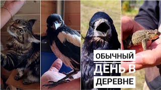 Сорока Сай вернулась из Москвы. День посещений у совы. Гости приехали, привезли цветов, грача и жабу