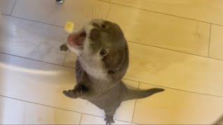 ごちそうが目の前にあるのに食べられない状況のカワウソの判断が天才すぎる otter's decision to eat the feast is too genius.