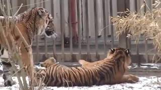 Спаривание животных, Big Cat Couples Mating Lion Tiger Breeding, размножение животных