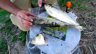 Fishing for GIANT CATFISH with BIG Baits!!!