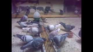 moje gołębie pocztowe 2014 samiczki i samczyki. my pigeons 2014