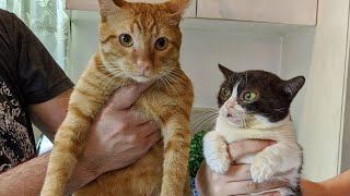 This cat will always look like tiny kitten due to rare disorder
