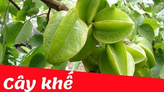 Dạy bé học nhận biết cây ăn quả tiếng viêt | Cây Khế | Dạy trẻ thông minh sớm