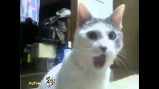 Кошки, кошки....Забавные кошки!!! Поют, говорят, ТВОРЯТ, поздравляют!
