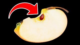 Что Будет, Если Случайно Съесть Яблочные Косточки?
