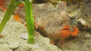 Presentan a los últimos pez-mano rojo del planeta para evitar su extinción