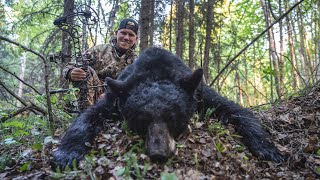 Bowhunting GIANT Black Bears in Canada