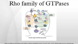 Rho family of GTPases