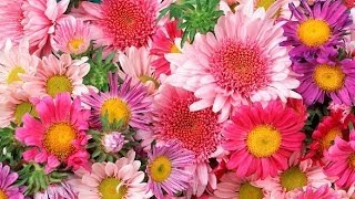 Фото самых красивых цветов в мире. Смотрите наш видео репортаж о рейтинге самых красивых цветов