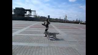 Ками 339