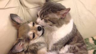 Дружба кошки и собаки. 2015 Chihuahua with kitty