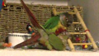 Green Cheek Conures mating