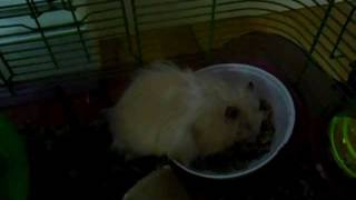 My Hamster with Wet Tail :*(