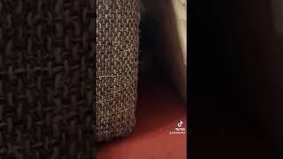 киска. малышка. котик. кошка. редкий. зверь. трехцветная. Мурка