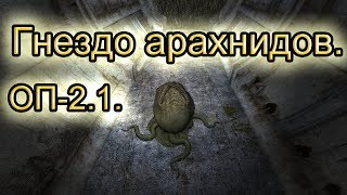 Кладка яиц арахнидов в Темной Лощине. ОП-2.1.