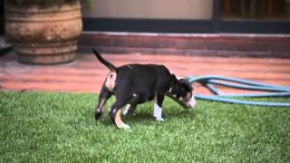 Cachorro Tricolor
