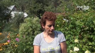 Чайный гриб для растений. Сайт "Садовый мир".