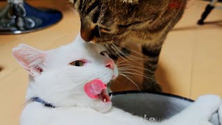 猫と在宅勤務中の休憩は天国です