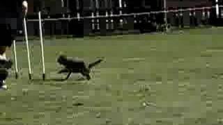 Border Terrier Agility
