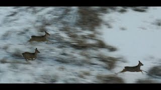 Скоро зимняя охота на Сибирскую косулю 2019. Дрон.