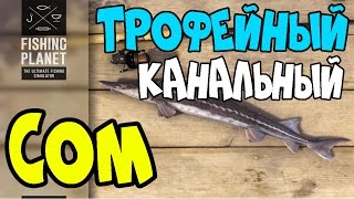 Fishing Planet Прохождение | Трофейный Канальный Сом | Флорида, Эверглейдс | 2016
