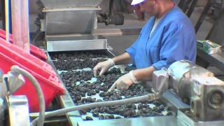 Wilbur Packing, Prunes; Russian