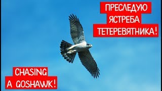 Следую за Ястребом, куда он меня приведет? | Following Hawk, where will he lead me?