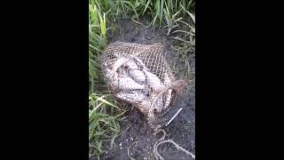 Отличный клев подлещика на Верхне-Рузском водохранилище 2016 год