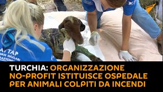 #Turchia: organizzazione no-profit istituisce ospedale per #animali colpiti da incendi