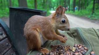 Прибегала Копия Длинноухого / A Copy of Long - Eared resorted